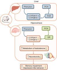 Pregnenolone 16α-carbonitrile negatively regulates hippocampal cytochrome P450 enzymes and ameliorates phenytoin-induced hippocampal neurotoxicity