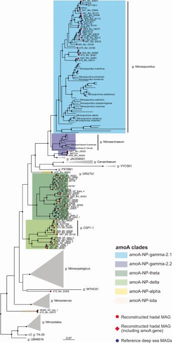 Distribution and genomic variation of ammonia-oxidizing archaea in abyssal and hadal surface sediments