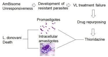 In vitro antileishmanial activity of thioridazine on amphotericin B unresponsive/ sensitive Leishmania donovani promastigotes and intracellular amastigotes