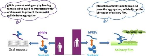 Astringency sensitivity to tannic acid: Effect of ageing and salivary proline-rich protein levels