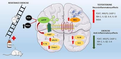 Purinergic signaling influences the neuroinflammatory outcomes of a testosterone-derived synthetic in female rats: Resistance training protective effects on brain health