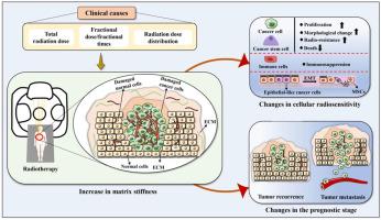 Role and potential therapeutic strategies of matrix mechanics for optimizing tumor radiotherapy