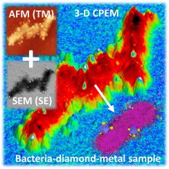 Correlative atomic force microscopy and scanning electron microscopy of bacteria-diamond-metal nanocomposites