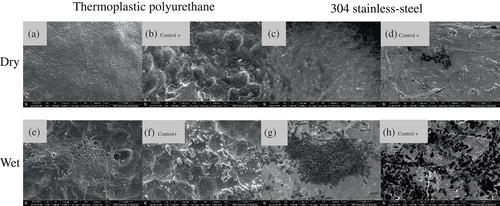 Lactic acid bacteria and spoilage bacteria: Their interactions in Escherichia coli O157:H7 biofilms on food contact surfaces and implications for beef contamination