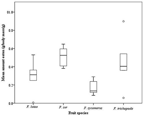 Does Ficus species fruit mastication and ingestion by Wahlberg's epauletted fruit bats enhance seed germination and seedling emergence?