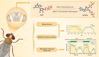 ppGpp is present in, and functions to regulate sleep of, Drosophila