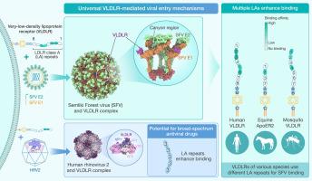 Structural basis of Semliki Forest virus entry using the very-low-density lipoprotein receptor