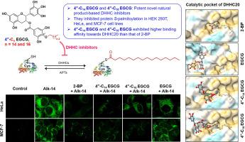 Protein S-palmitoylation is markedly inhibited by 4″-alkyl ether lipophilic derivatives of EGCG, the major green tea polyphenol: In vitro and in silico studies