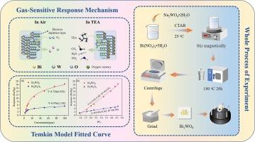 Bismuth tungstate nanosheets sensors based on Temkin adsorption model for triethylamine detection