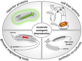 Accelerate acetogenic bioproduction: Acetogens as sustainable producers of biocommodities