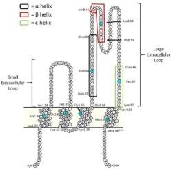 Classifying tetraspanins: A universal system for numbering residues and a proposal for naming structural motifs and subfamilies