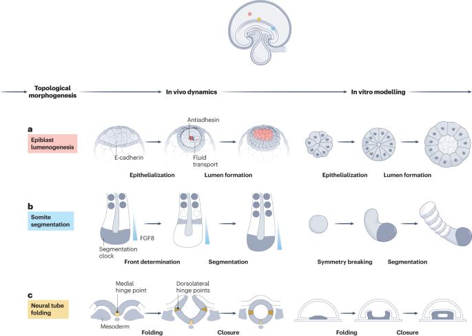 Morphogenesis beyond in vivo