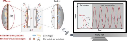 Dynamic membrane filtration accelerates electroactive biofilms in bioelectrochemical systems