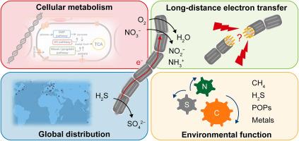 Electrogenic sulfur oxidation mediated by cable bacteria and its ecological effects