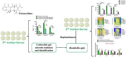 Honeybee symbiont Bombella apis could restore larval-to-pupal transition disrupted by antibiotic treatment