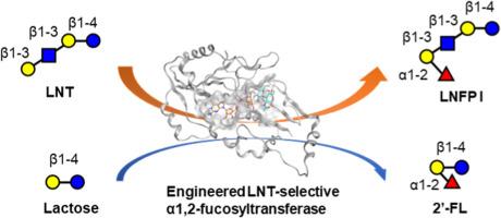 Selective microbial production of lacto-N-fucopentaose I in Escherichia coli using engineered α-1,2-fucosyltransferases