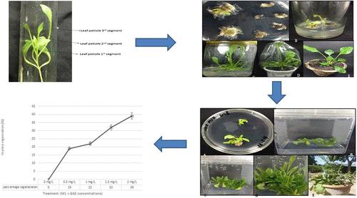 In Vitro Plant Regeneration from Petioles of Spinach (Spinacia oleracea L.)