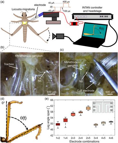 Thermoformed Parylene-C Cuff Electrodes for Small Nerve Interfacing