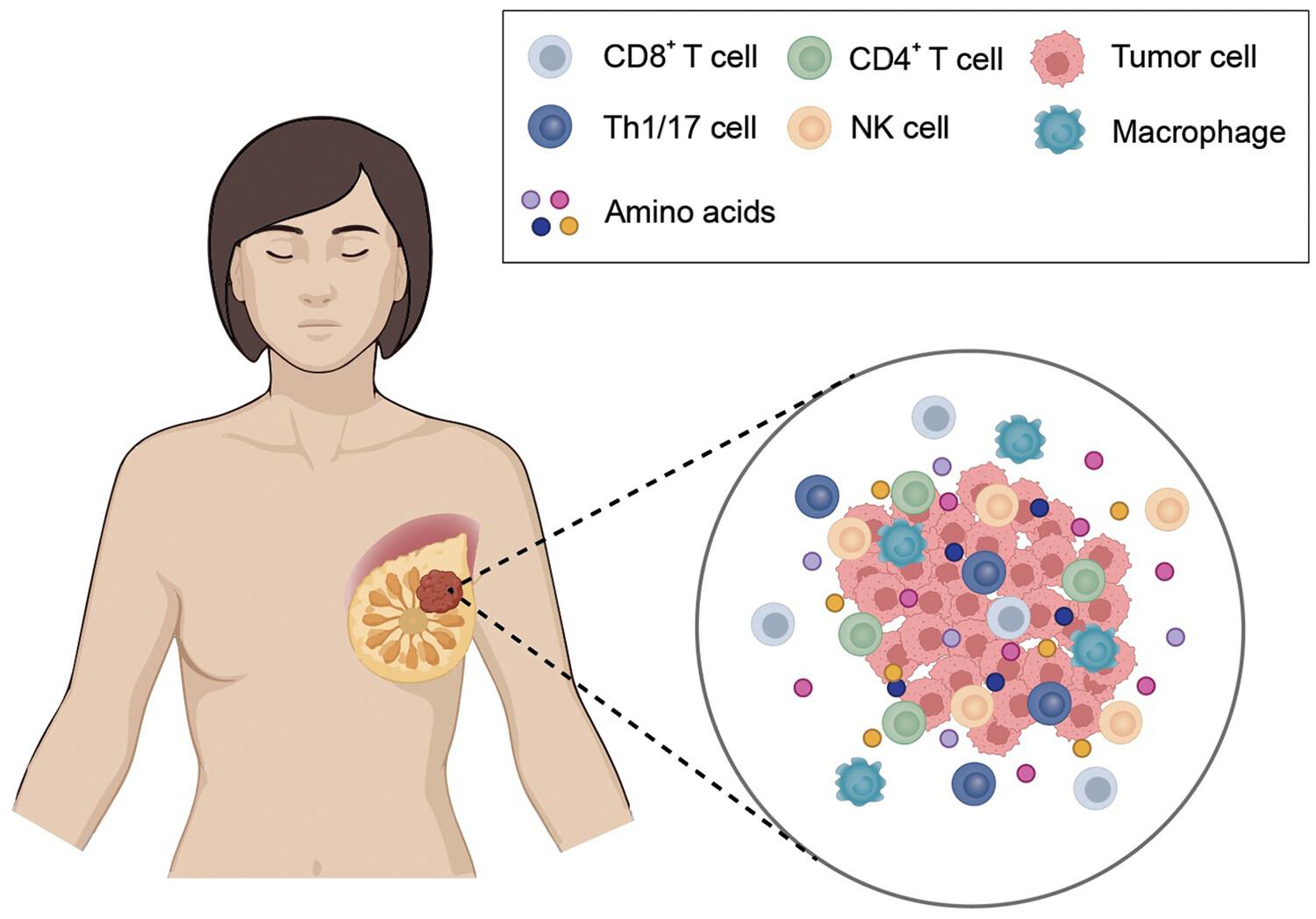 Amino acids and their roles in tumor immunotherapy of breast cancer