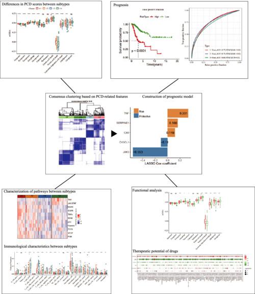 Identification of prognostic biomarkers for cervical cancer based on programmed cell death-related genes and assessment of their immune profile and response to drug therapy