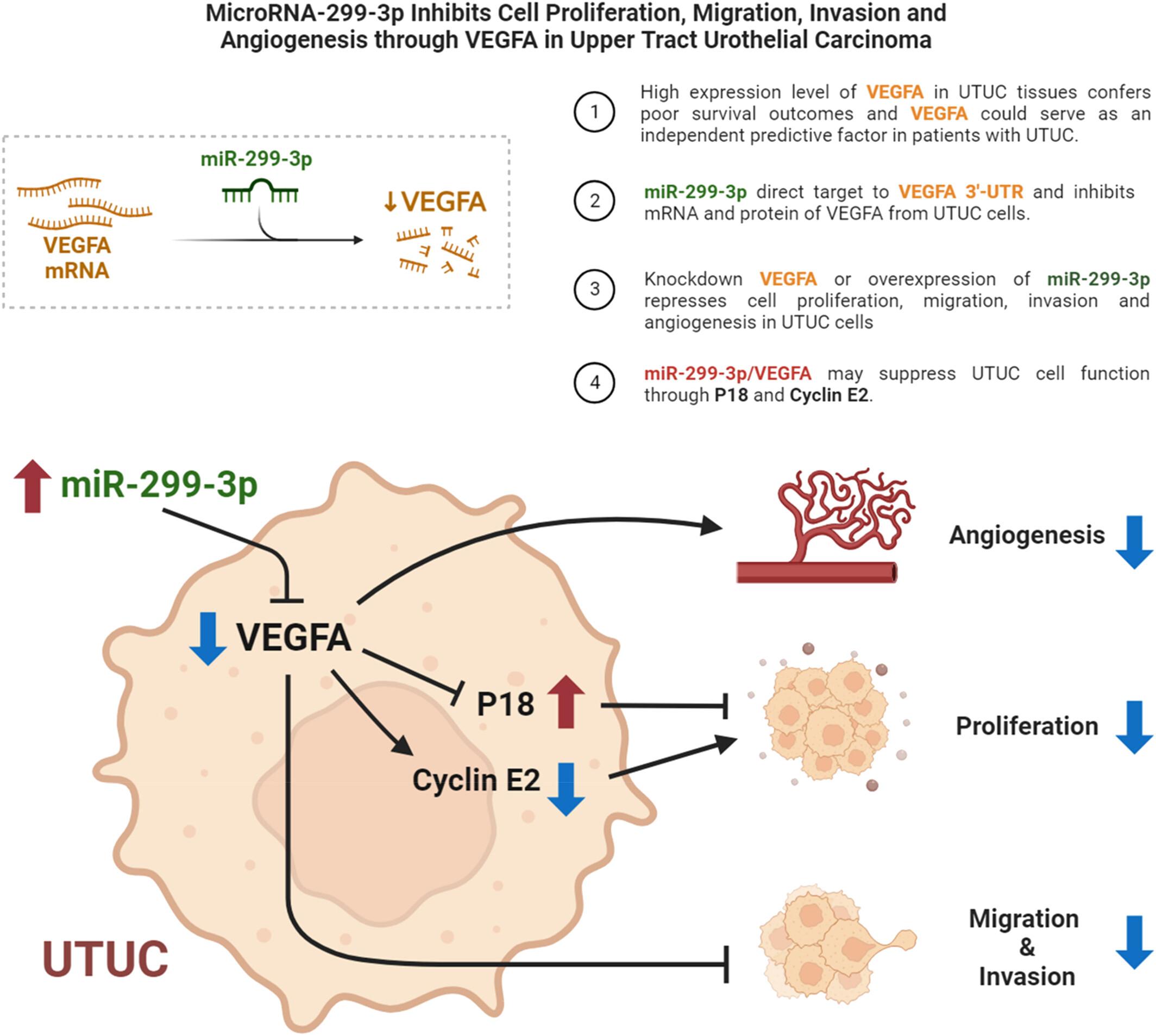 MicroRNA-299-3p inhibits cell proliferation, motility, invasion and angiogenesis via VEGFA in upper tract urothelial carcinoma