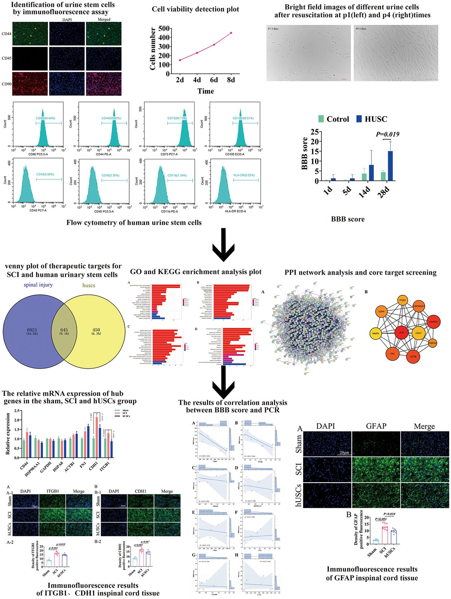 Implantation of human urine stem cells promotes neural repair in spinal cord injury rats associated cadeharin-1 and integrin subunit beta 1 expression