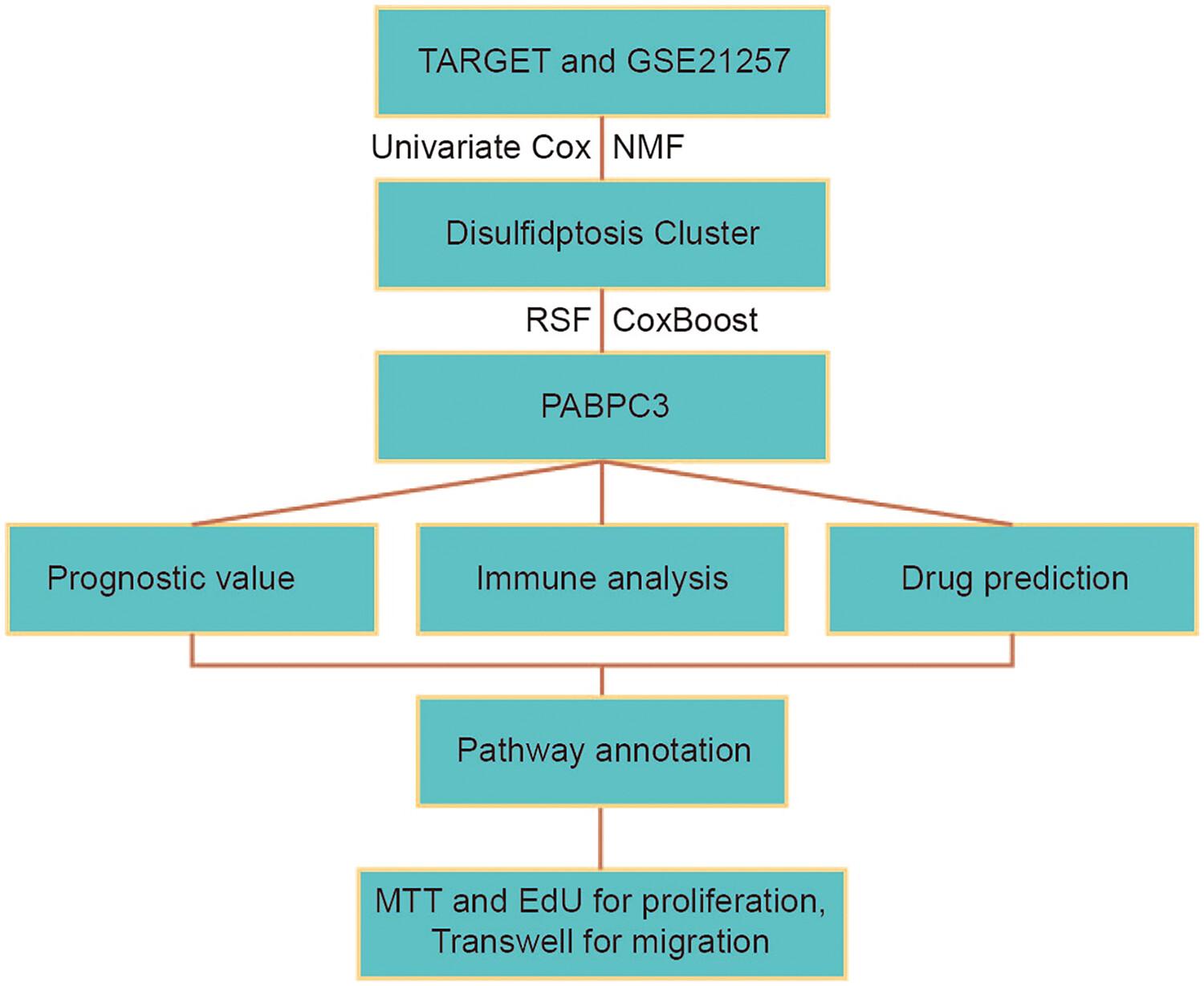 Disulfidptosis-related PABPC3 promotes tumor progression and inhibits immune activity in osteosarcoma