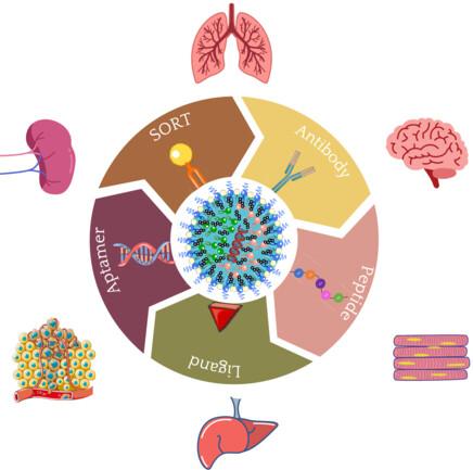 Surface modification of lipid nanoparticles for gene therapy