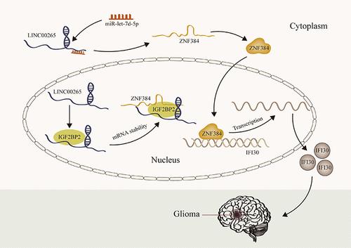 A Transcription Factor ZNF384, Regulated by LINC00265, Activates the Expression of IFI30 to Stimulate Malignant Progression in Glioma