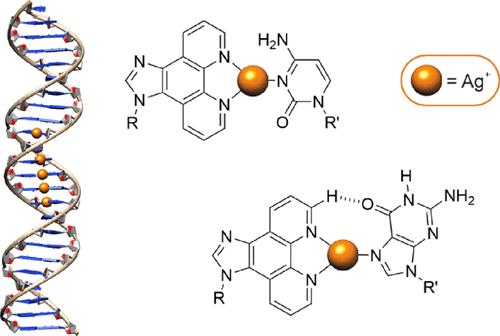 Contiguous Silver(I)-Mediated Base Pairs of Imidazophenanthroline and Canonical Nucleobases in DNA Duplexes: Formation of Classical Duplexes versus Homodimer Formation