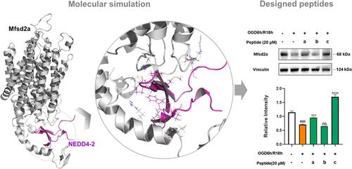 Investigation of the Binding Interaction of Mfsd2a with NEDD4-2 via Molecular Dynamics Simulations