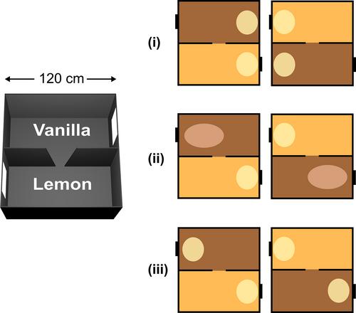 A configural context signal simultaneously but separably drives positioning and orientation of hippocampal place fields