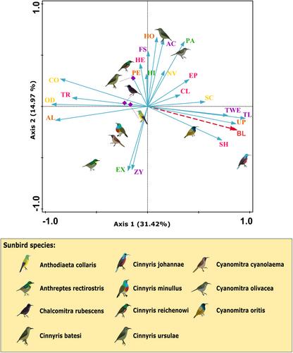 Drivers of sunbird-plant interactions on Mount Cameroon: Between neutrality and niche-based processes