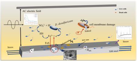 Effects of alternating current on microbiologically synergistic corrosion of pipeline steel X80 applied by elastic stress