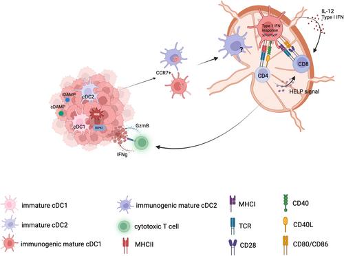 Decoding immunogenic cell death from a dendritic cell perspective