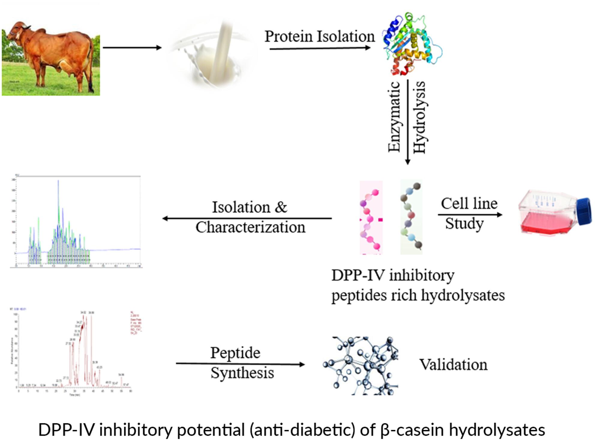 Production of DPP-IV inhibitory peptides-rich beta casein hydrolysates from milk of Gir (Bos indicus) cow and their evaluation for potential antidiabetic effect through in vitro assay