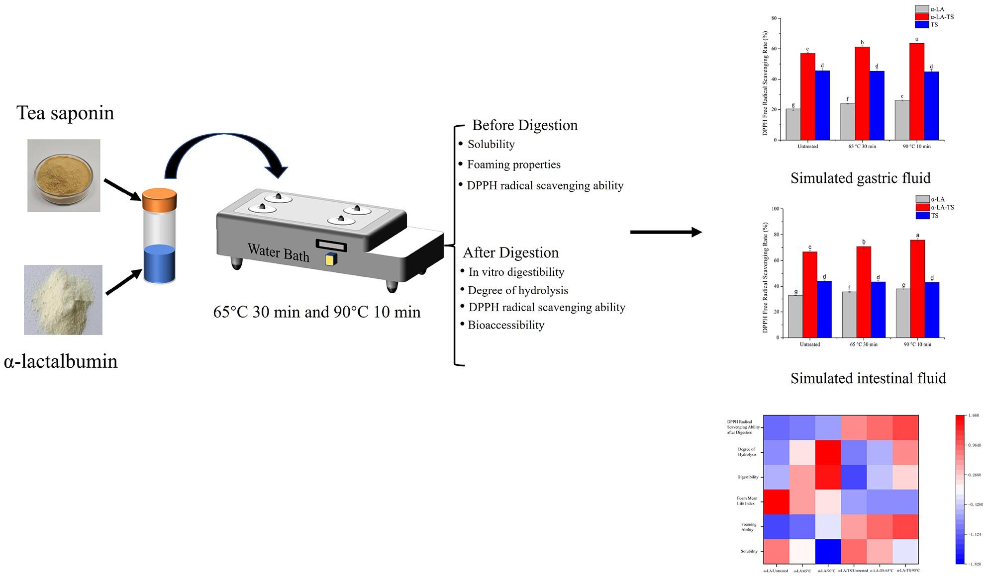 Effects of thermal treatment on foam properties and simulated in vitro digestion properties of α-lactalbumin–tea saponin complex