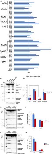 Acidic growth conditions stabilize the ribosomal RNA gene cluster and extend lifespan through noncoding transcription repression