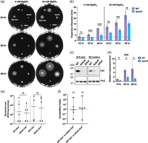 RpoN (sigma factor 54) contributes to bacterial fitness during tracheal colonization of Bordetella bronchiseptica