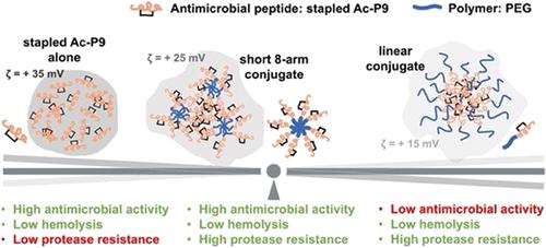 Antimicrobial Peptide–Poly(ethylene glycol) Conjugates: Connecting Molecular Architecture, Solution Properties, and Functional Performance