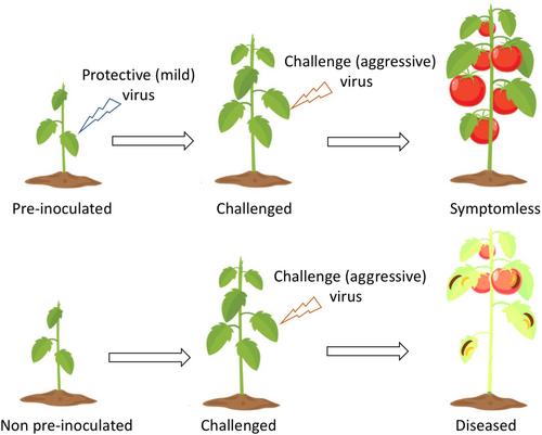 Cross-protection against pepino mosaic virus, more than a decade of efficient disease control