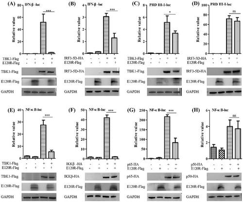 African swine fever virus E120R inhibited cGAS-STING-mediated IFN-β and NF-κB pathways