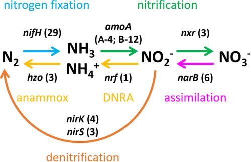 Rapid quantitative assessment of temporal and spatial variation in key functional genes of the microbial nitrogen cycle across multiple marine environments using the NanoString nCounter