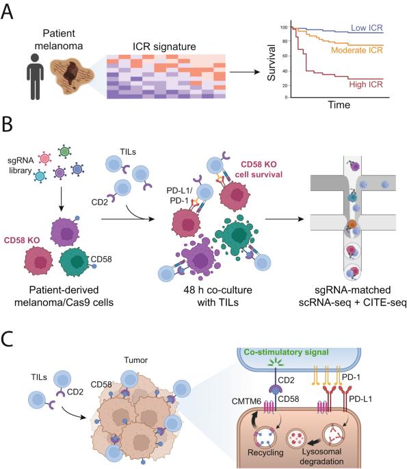 From patient tissue correlates to molecular mechanisms of cancer immune evasion: the emerging role of CD58 and PD-L1 co-regulation via CMTM6