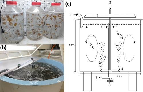 Kelps on demand: Closed-system protocols for culturing large bull kelp sporophytes for research and restoration