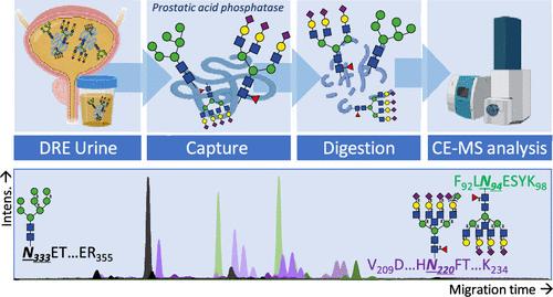 In-Depth Glycoproteomic Assay of Urinary Prostatic Acid Phosphatase