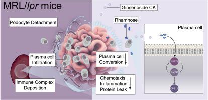 Reciprocal regulation of SIRT1 and AMPK by Ginsenoside compound K impedes the conversion from plasma cells to mitigate for podocyte injury in MRL/lpr mice in a B cell-specific manner