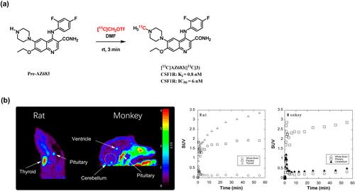 Targeting colony-stimulating factor 1 receptor: From therapeutic drugs to diagnostic radiotracers