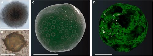 Biogenicity of amorphous organic matter and bacteriomorph acritarchs preserved in wrinkle structures from the Ediacaran Cíjara Formation, Spain