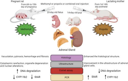 Assessment of methomyl-induced adrenal gland disruption in rat fetuses and pups: Potential protective effects of propolis supplementation